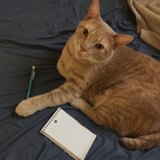 Notes from Ziggy the Cat